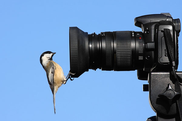 chickadee looking into camera lens chickadee looking into camera lens