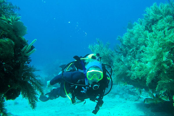 scuba diver diving in the Florida Keys scuba diver diving in the Florida Keys